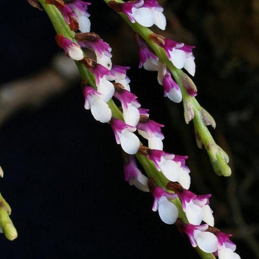 Schoenorchis Gemmata Orchid Plant - Miniature Bloom Size