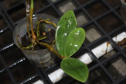 Dendrobium Amabile Orchid Plant - Bloom Size - 2" Pot