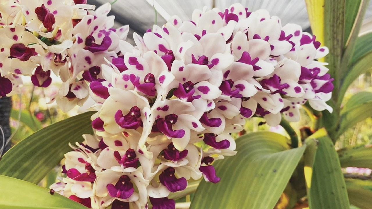 Rhynchostylis gigantea Cartoon (Select Pink|white) Foxtail Orchid, Aerides  2 Plant