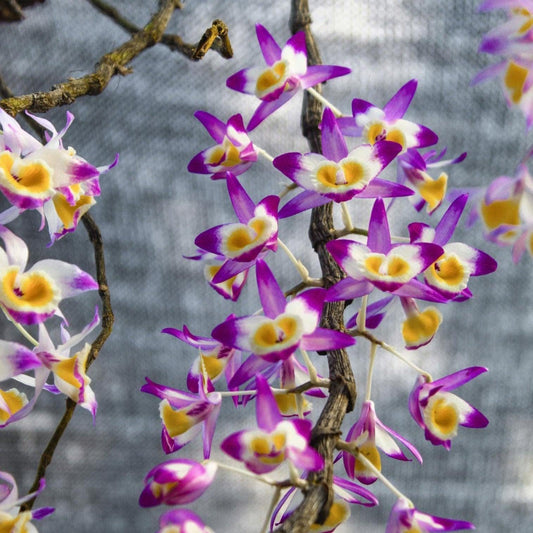 Close-up of purple and white orchids with a blurred background