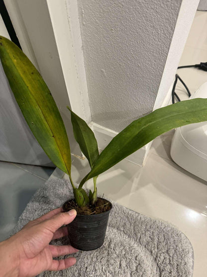 Maxillaria Grandiflora Orchid Plant - 4" Pot - Home & Garden