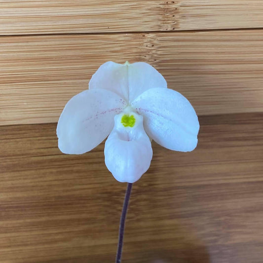 Paphiopedilum thaianum 1 plant Tropical Orchid species  rare and miniature orchid