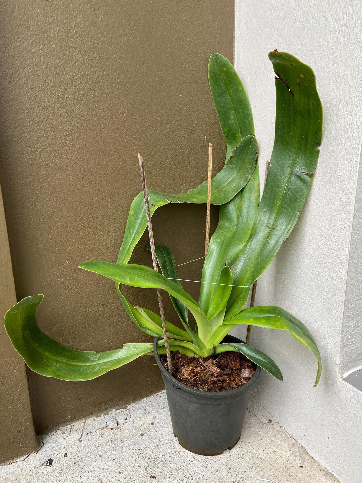 Paphiopedilum gigantifolium 1 plant home garden orchid collection orchid,lady slipper,orchid pot,live plants