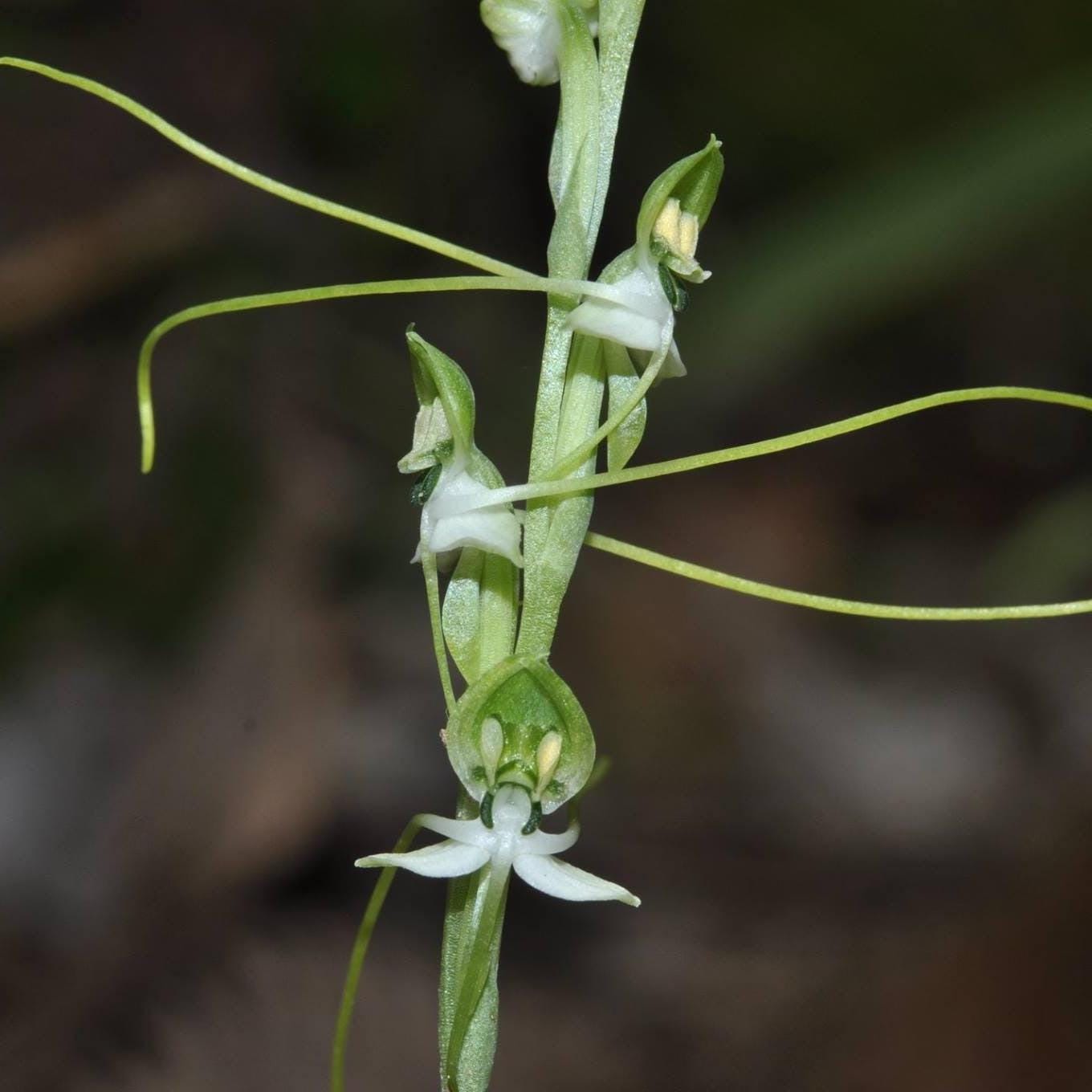 Habenaria diphylla Orchid Tuber: Terrestrial Ground Orchid