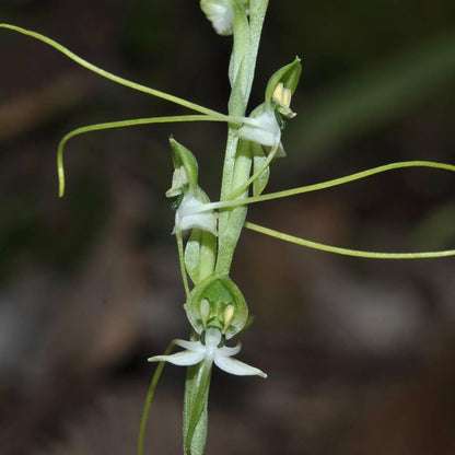 Habenaria diphylla Orchid Tuber: Terrestrial Ground Orchid