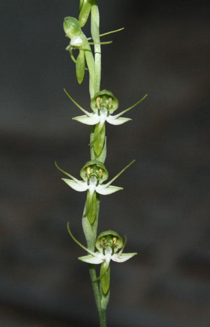 Habenaria diphylla Orchid Tuber: Terrestrial Ground Orchid