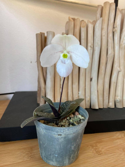 Paphiopedilum thaianum 1 plant Tropical Orchid species  rare and miniature orchid