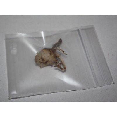 Habenaria diphylla Orchid Tuber: Terrestrial Ground Orchid