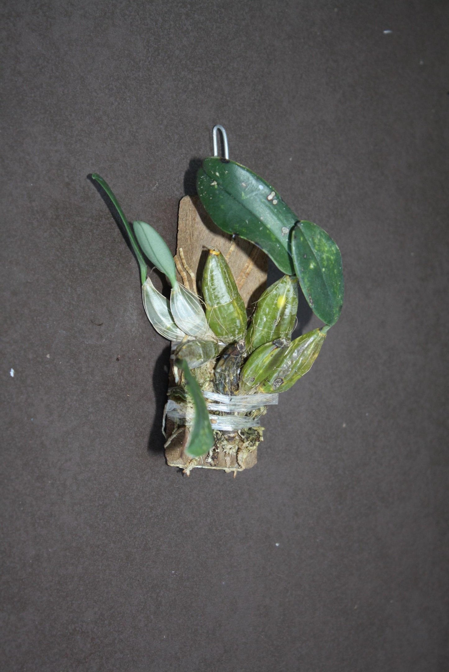 Orchid Dendrobium jenkinsii 1 plant bloom size  orchid collection