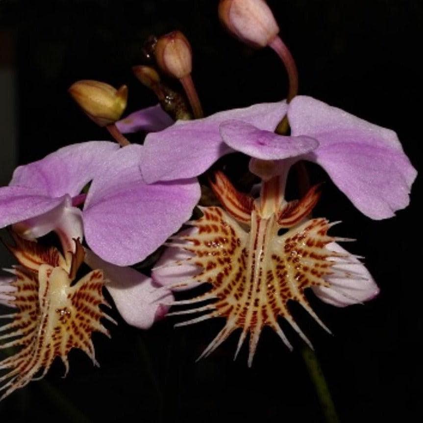 Papilionanthe (Vanda) pedunculata 1 plant Rare Orchid ,Orchidaceae Epiphytic orchid Collection
