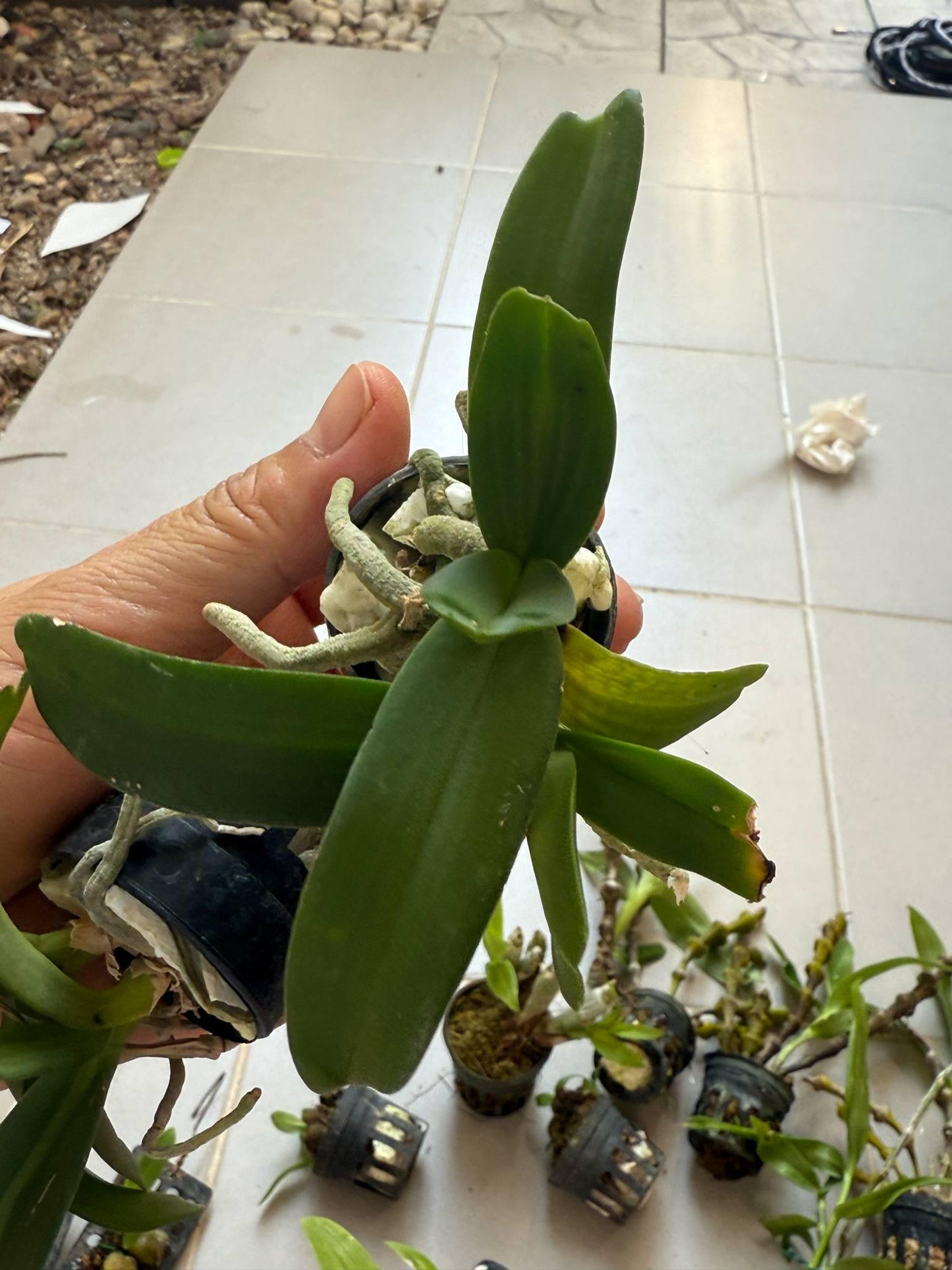 Rhynchostylis gigantea Orchid (Select Pink): Foxtail Orchid, Aerides