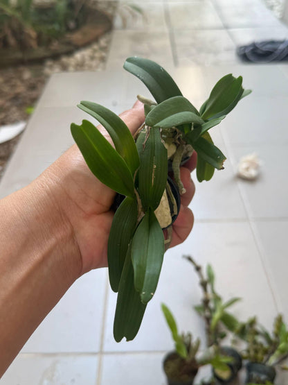 Rhynchostylis gigantea Orchid (Select Pink): Foxtail Orchid, Aerides