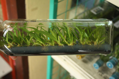 Orchid Bulbophyllum medusae 1 plant orchid collection home garden decore