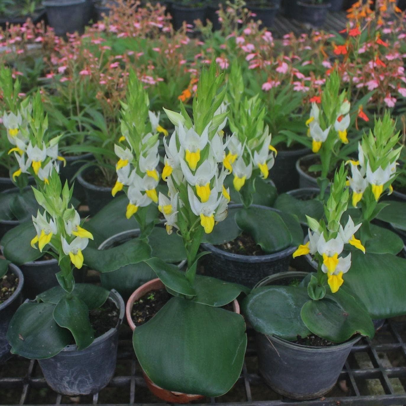Fragrant Pecteilis Sagarikii Orchid Tuber - Tropical Terrestrial Plant