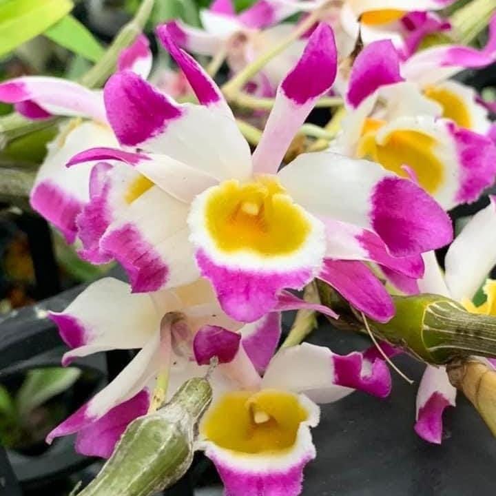 Dendrobium Pendulum Orchid Plant - Fragrant Bloom Size