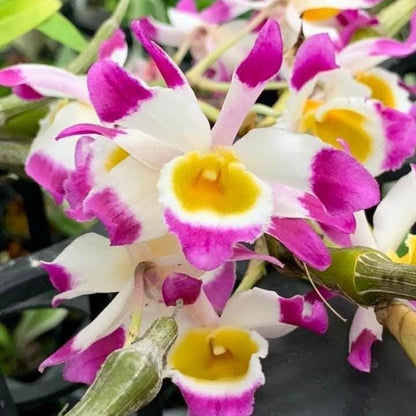 Dendrobium Pendulum Orchid Plant - Fragrant Bloom Size