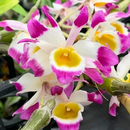 Dendrobium Pendulum Orchid Plant - Fragrant Bloom Size