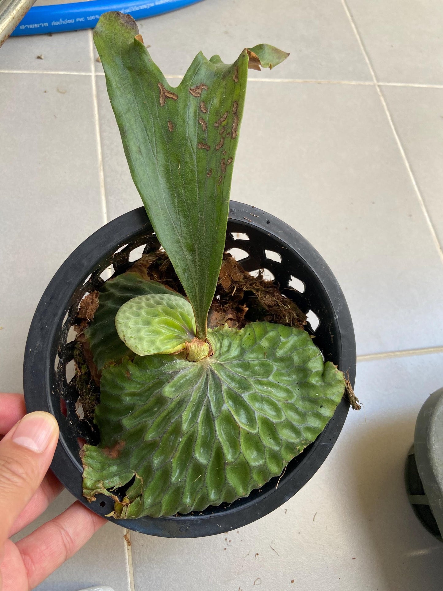 Platycerium madagascariense (プラティセリウム マダガスカリエンセ)