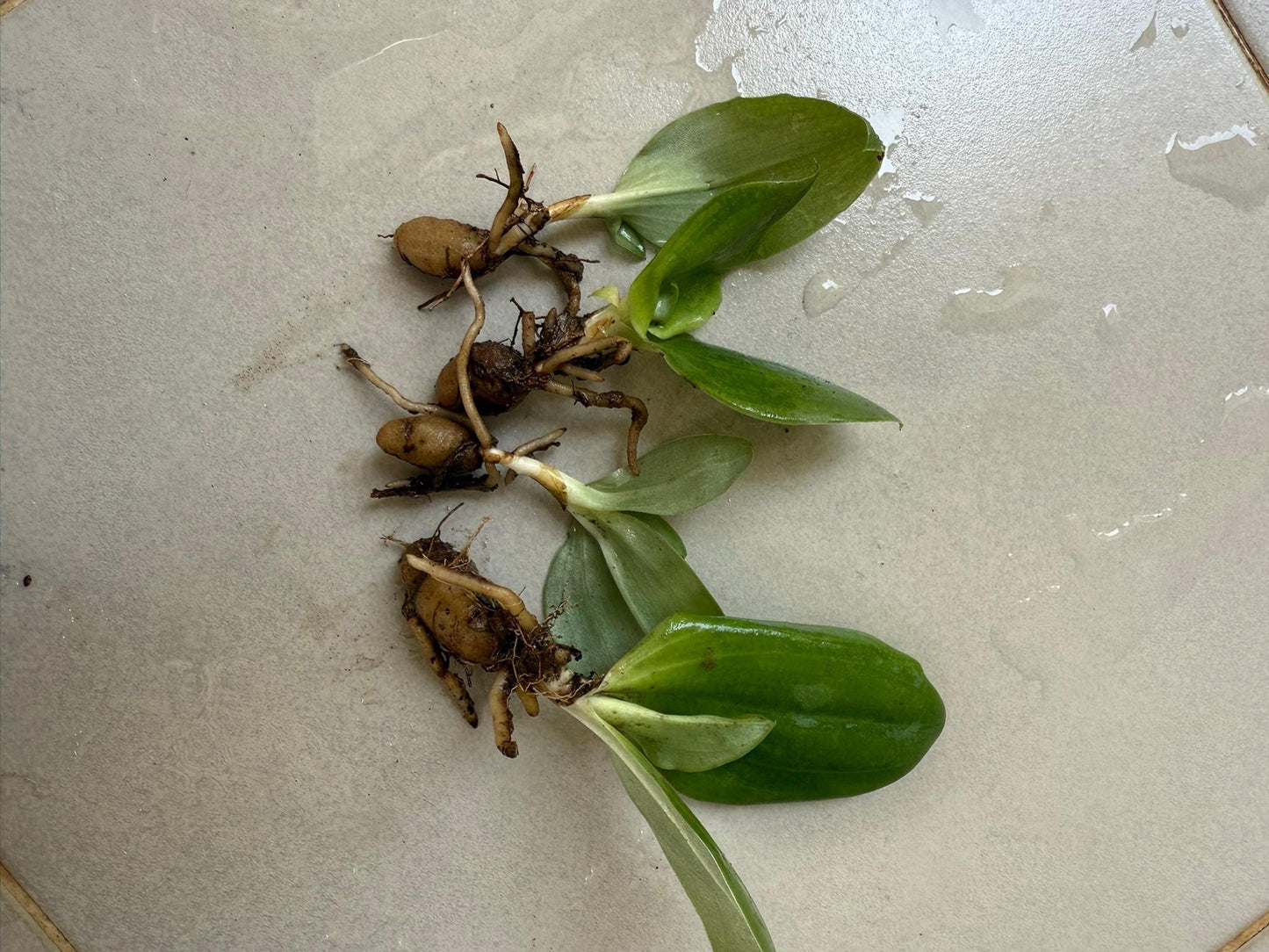 Fragrant Pecteilis Sagarikii Orchid Tuber - Tropical Terrestrial Plant