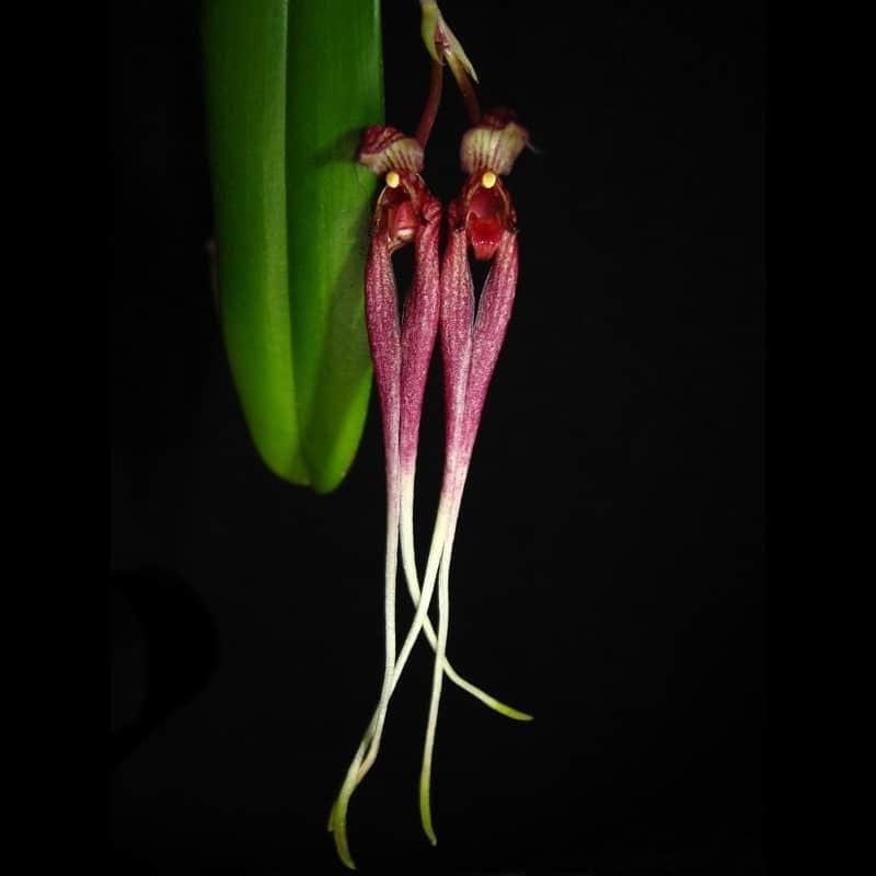Bulbophyllum Biflorum Orchid Plant: Rare Species Collection