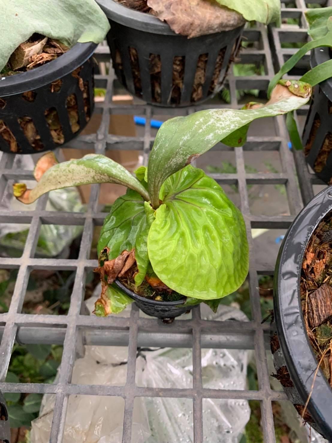 Platycerium madagascariense (プラティセリウム マダガスカリエンセ)