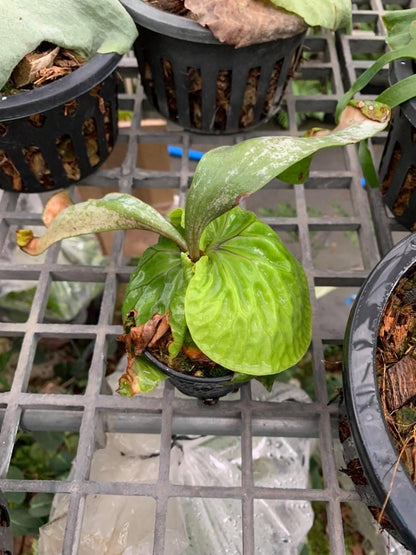 Platycerium madagascariense (プラティセリウム マダガスカリエンセ)