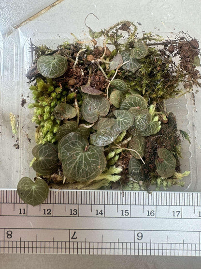 Helmet Orchid Corybas ecarinatus - Home Garden Collection - 2 Plants|Tubers