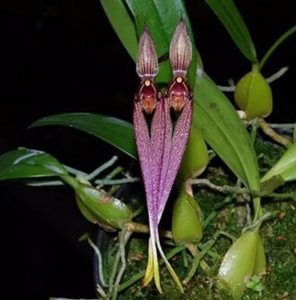 Bulbophyllum Biflorum Orchid Plant: Rare Species Collection