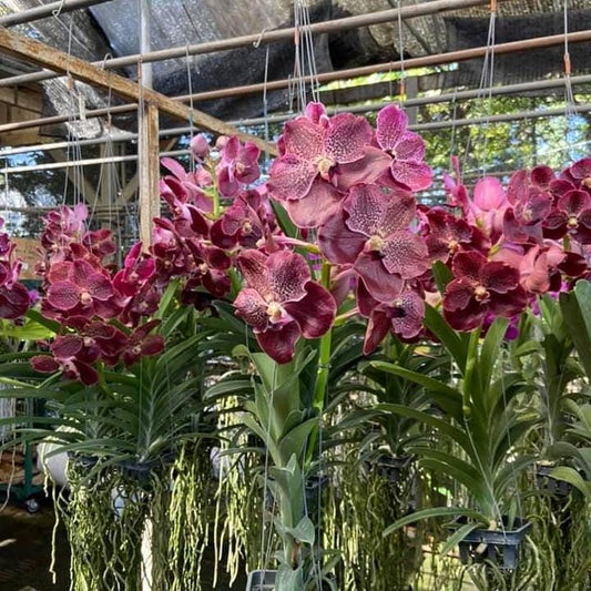 Vanda Orchid Hybrid Seedling: Large Flower Type
