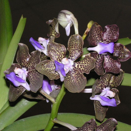 Papilionanda Mimi Palmer (hybrid of Papilionanda) Vanda Orchid, Aerides