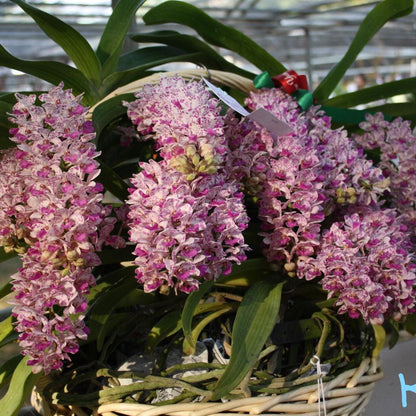 Rhynchostylis gigantea Orchid Plant: Foxtail Orchid, Aerides