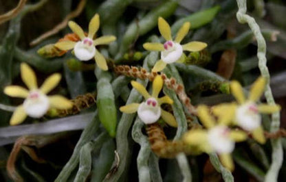 Taeniophyllum obtusum 「葉なしラン」について（英名：Leafless Orchid)miniature orchid collection 1 plant Asian Ghost Orchid