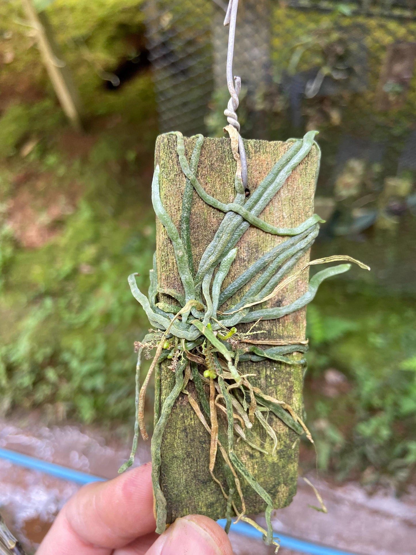 Taeniophyllum obtusum 「葉なしラン」について（英名：Leafless Orchid)miniature orchid collection 1 plant Asian Ghost Orchid