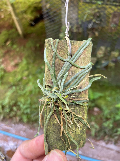 Taeniophyllum obtusum 「葉なしラン」について（英名：Leafless Orchid)miniature orchid collection 1 plant Asian Ghost Orchid