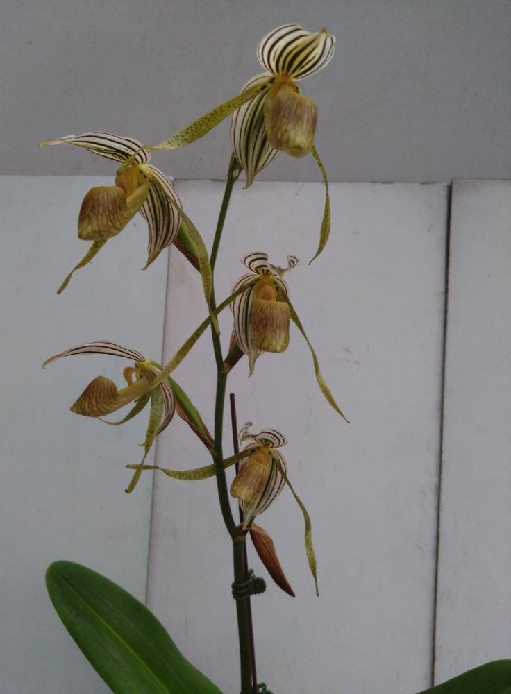 Rare Paphiopedilum kolopakingii Orchid - Lady Slipper Orchid