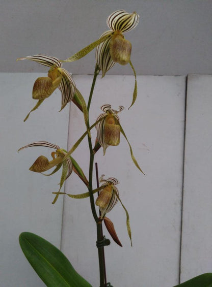 Rare Paphiopedilum kolopakingii Orchid - Lady Slipper Orchid