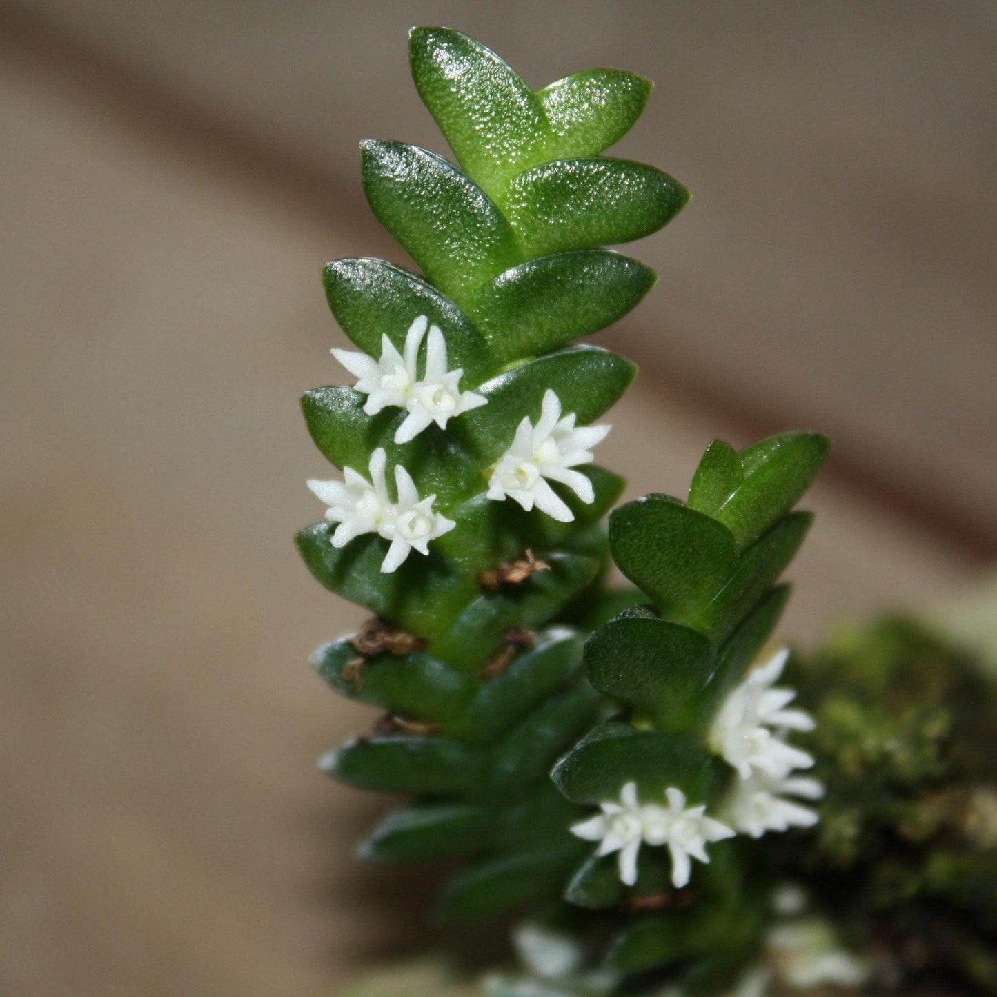 Microsaccus griffithii Orchid - Miniature Epiphyte - Mounted Bloom Size