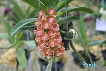 Rhynchostylis gigantea Orchid Plant: Foxtail Orchid, Aerides