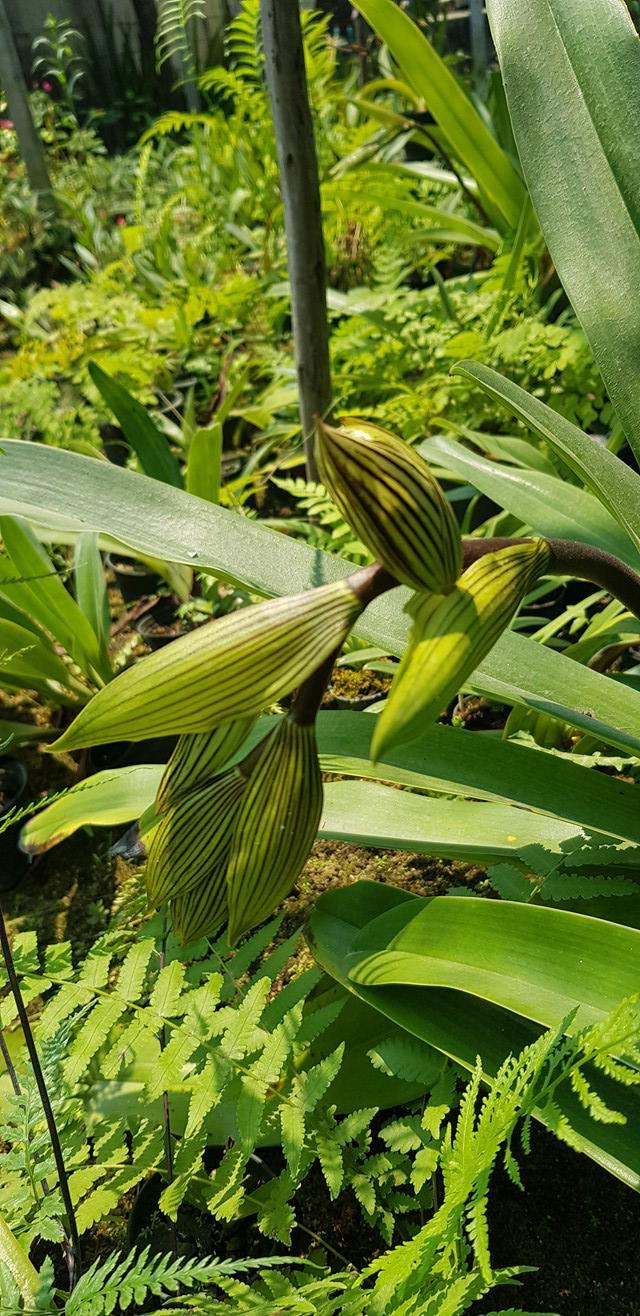Rare Paphiopedilum kolopakingii Orchid - Lady Slipper Orchid