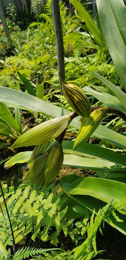 Rare Paphiopedilum kolopakingii Orchid - Lady Slipper Orchid