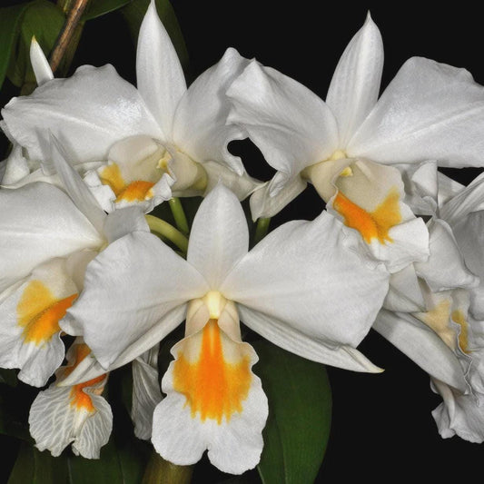 Dendrobium formosum Orchid Plant: Fragrant Orchid