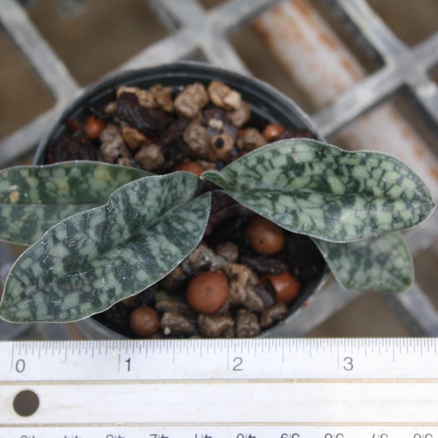 Paph Vietnamense Orchid Plant - Slipper Orchid - Bloom Size