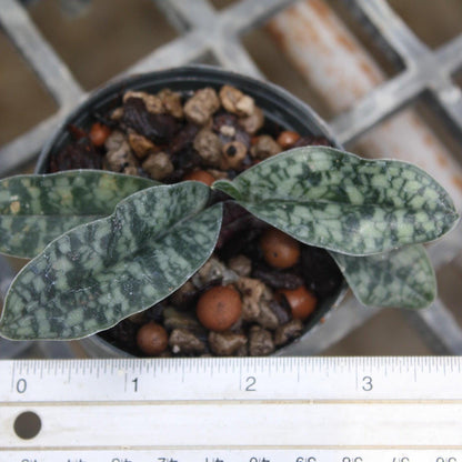 Paph Vietnamense Orchid Plant - Slipper Orchid - Bloom Size