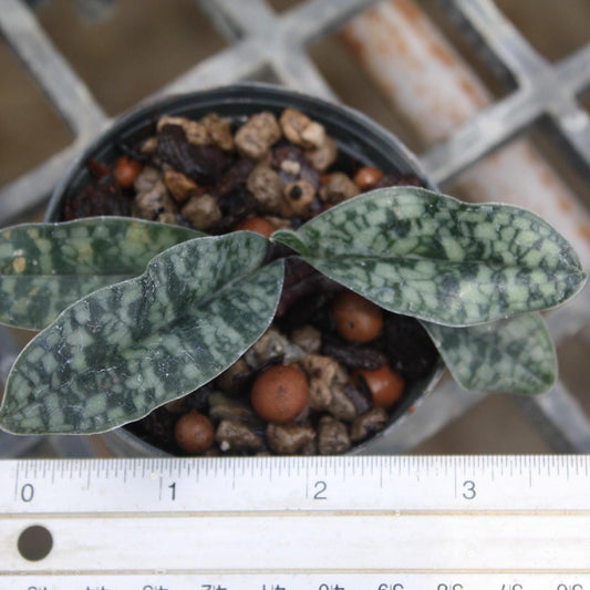 Paph Vietnamense Orchid Plant - Slipper Orchid - Bloom Size