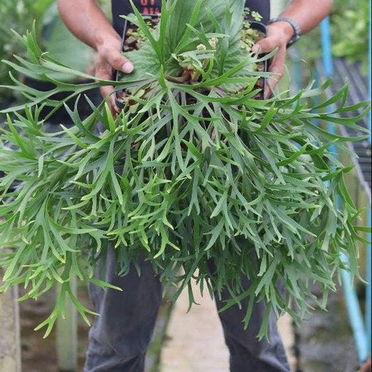 Platycerium Mount Kitshakood Thin  (Platycerium Kitshakood Thin Form)