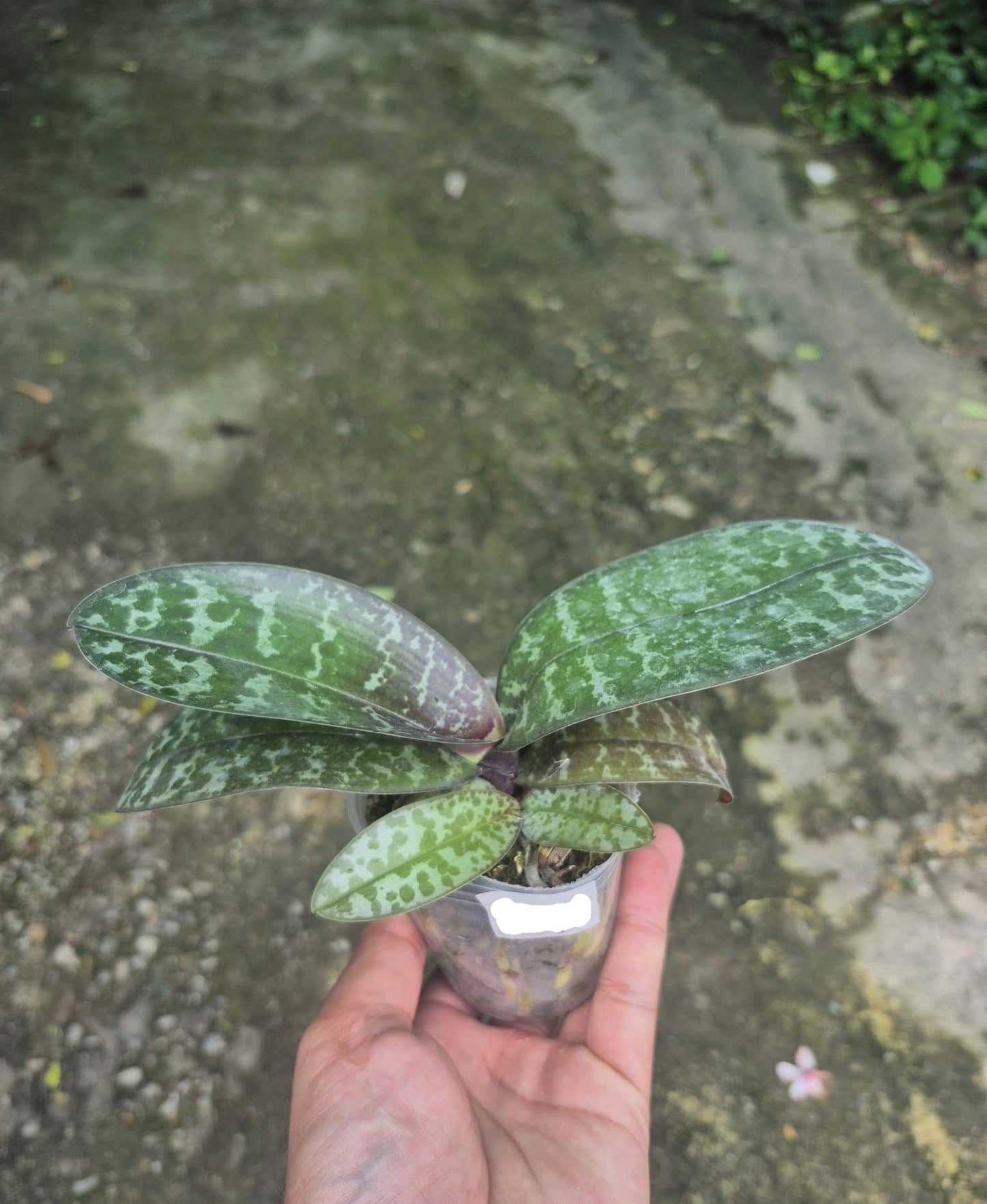 Phalaenopsis schilleriana 1 plant orchid collection mottled silver foliage and fragrant ,Phalaenopsis Pink Flower