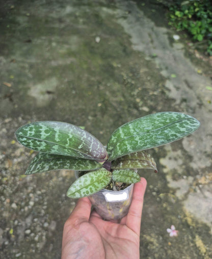 Phalaenopsis schilleriana 1 plant orchid collection mottled silver foliage and fragrant ,Phalaenopsis Pink Flower