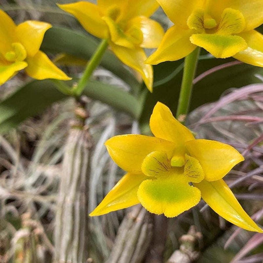 Dendrobium trigonopus 1 Plant orchid , Dendrobium