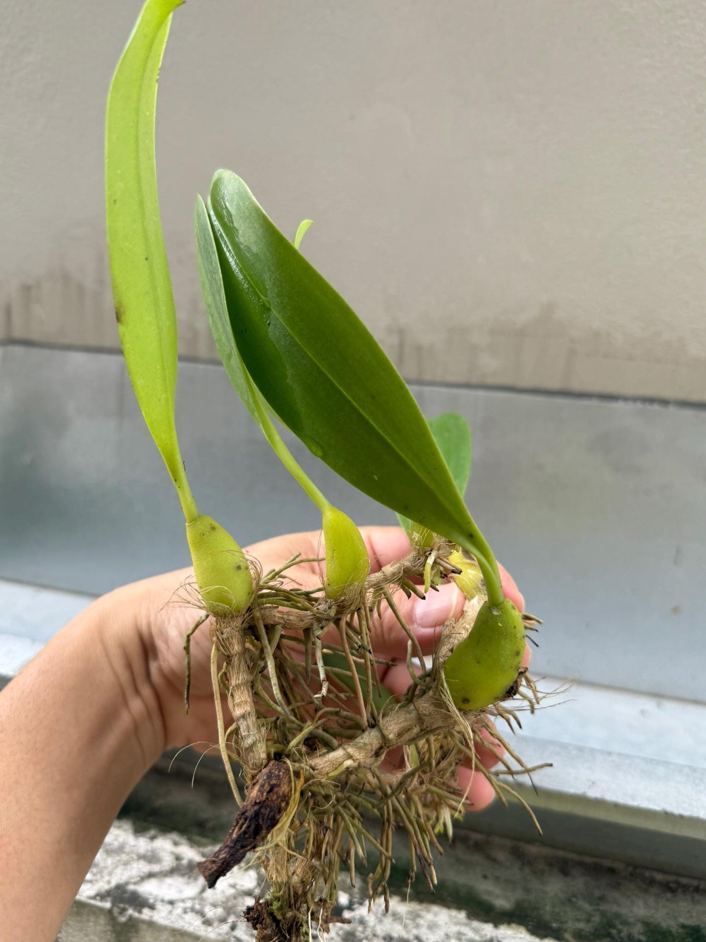 Orchid Bulbophyllum lobbii subsp. breviflorum 1 Plant