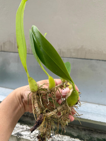 Orchid Bulbophyllum lobbii subsp. breviflorum 1 Plant